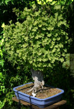 Maillot bonsail les arbres en d�mo  17 