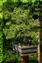 Maillot bonsail les arbres en d�mo  13 