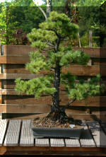 Maillot bonsail les arbres en d�mo  3 