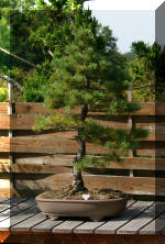 Maillot bonsail les arbres en d�mo  23 