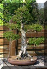 Maillot bonsail les arbres en d�mo  22 