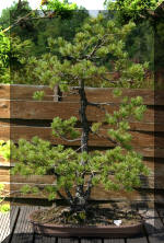 Maillot bonsail les arbres en d�mo  5 