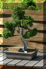 Maillot bonsail les arbres en d�mo  4 