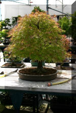  Maillot Bonsa� SERRE  27 