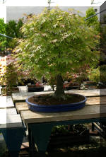  Maillot Bonsa� SERRE  17 