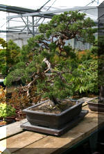  Maillot Bonsa� SERRE  24 