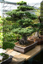  Maillot Bonsa� SERRE  25 