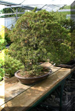  Maillot Bonsa� SERRE  13 