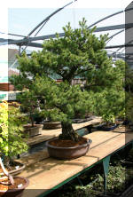  Maillot Bonsa� SERRE  2 