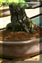  Maillot Bonsa� SERRE  1 