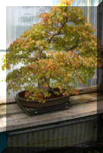  Maillot Bonsa� SERRE  9 