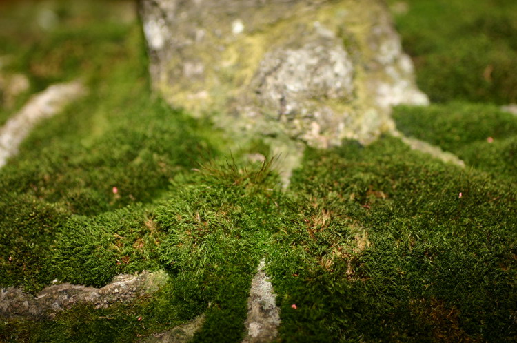 Noelanders 2005 et la splendeur des bonsa�  11 