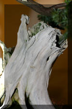 Noelanders 2005 et la splendeur des bonsa�  6 