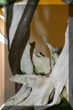 Noelanders 2005 et la splendeur des bonsa�  4 