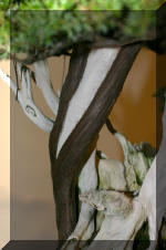 Noelanders 2005 et la splendeur des bonsa�  3 