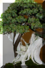 Noelanders 2005 et la splendeur des bonsa�  2 