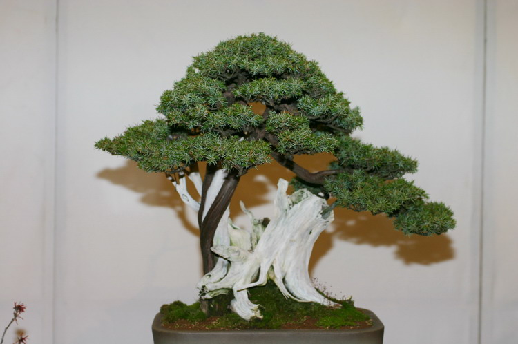 Noelanders 2005 et la splendeur des bonsa�  1 