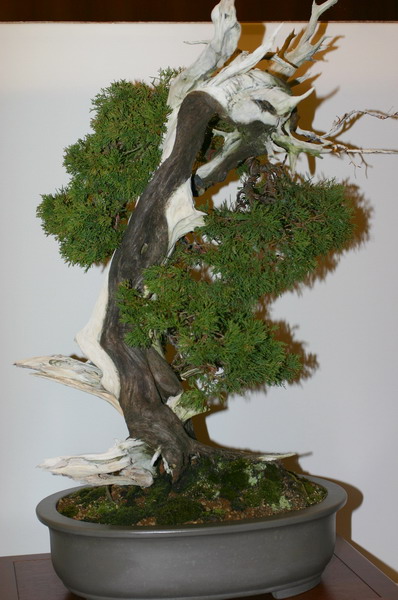 Noelanders 2005 et la splendeur des bonsa� 19  1 