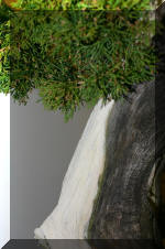 Noelanders 2005 et la splendeur des bonsa� 19  4 