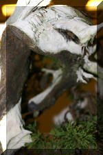 Noelanders 2005 et la splendeur des bonsa� 19  7 