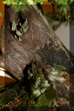 Noelanders 2005 et la splendeur des bonsa� 19  6 