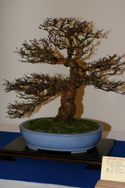 Noelanders 2005 et la splendeur des bonsa� 20  1 