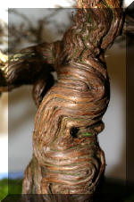 Noelanders 2005 et la splendeur des bonsa� 20  3 