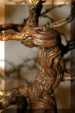 Noelanders 2005 et la splendeur des bonsa� 20  4 