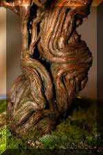 Noelanders 2005 et la splendeur des bonsa� 20  11 