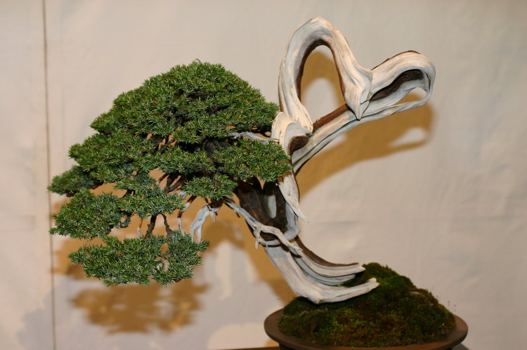 Noelanders 2005 et la splendeur des bonsa�  1 