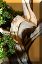 Noelanders 2005 et la splendeur des bonsa�  7 