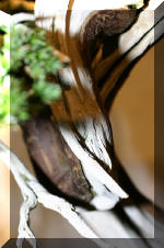 Noelanders 2005 et la splendeur des bonsa�  6 