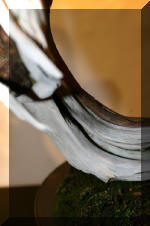 Noelanders 2005 et la splendeur des bonsa�  5 