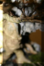 Noelanders 2005 et la splendeur des bonsa� 12  4 