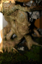 Noelanders 2005 et la splendeur des bonsa� 12  2 