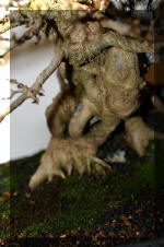 Noelanders 2005 et la splendeur des bonsa� 12  3 