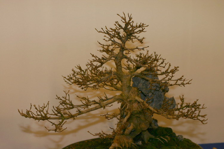 Noelanders 2005 et la splendeur des bonsa� 12  1 