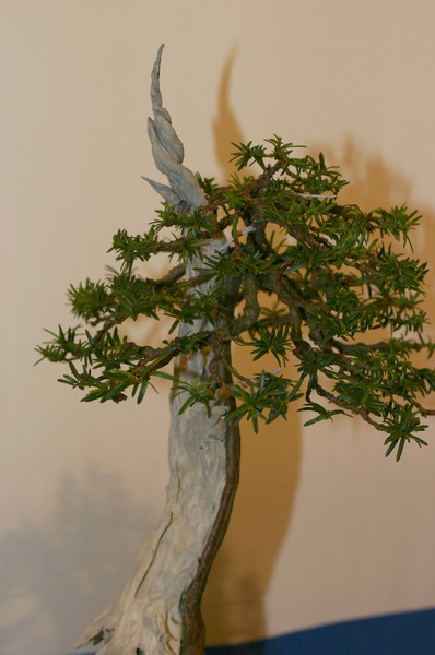 Noelanders 2005 et la splendeur des bonsa� 13  1 