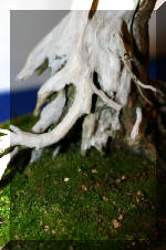 Noelanders 2005 et la splendeur des bonsa� 13  3 