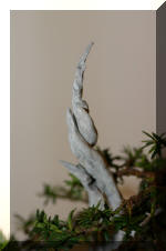 Noelanders 2005 et la splendeur des bonsa� 13  2 