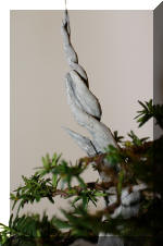 Noelanders 2005 et la splendeur des bonsa� 13  5 