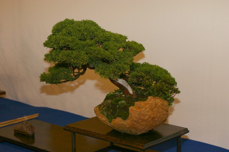 Noelanders 2005 et la splendeur des bonsa� 14  1 