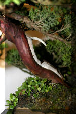 Noelanders 2005 et la splendeur des bonsa� 14  6 