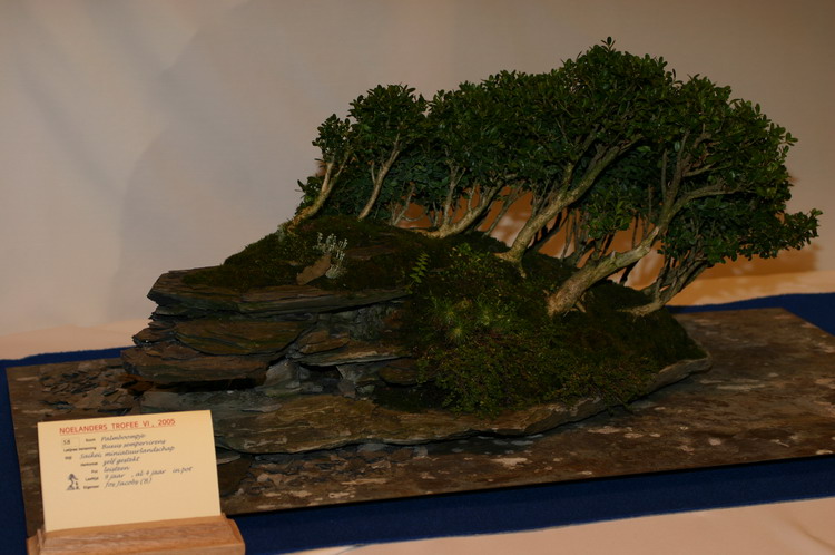 Noelanders 2005 et la splendeur des bonsa� 15  1 