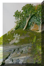 Noelanders 2005 et la splendeur des bonsa� 15  8 