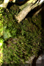 Noelanders 2005 et la splendeur des bonsa� 15  4 