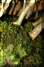 Noelanders 2005 et la splendeur des bonsa� 15  3 