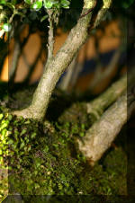 Noelanders 2005 et la splendeur des bonsa� 15  2 