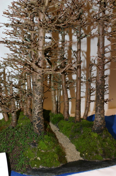 Noelanders 2005 et la splendeur des bonsa� 16  1 