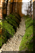 Noelanders 2005 et la splendeur des bonsa� 16  2 